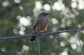 Say's Phoebe FtDavisAug08 044